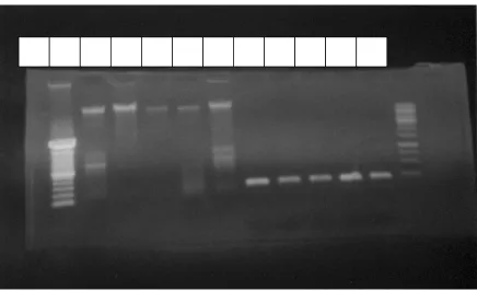Figure 1. The result of DNA extraction of E. tarda (lane 1-5), and the PCR 