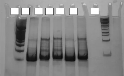 Figure 3. The RFLP result of  E. tarda (lane 1-5) used HaeIII enzyme. The sequence Isolates in 