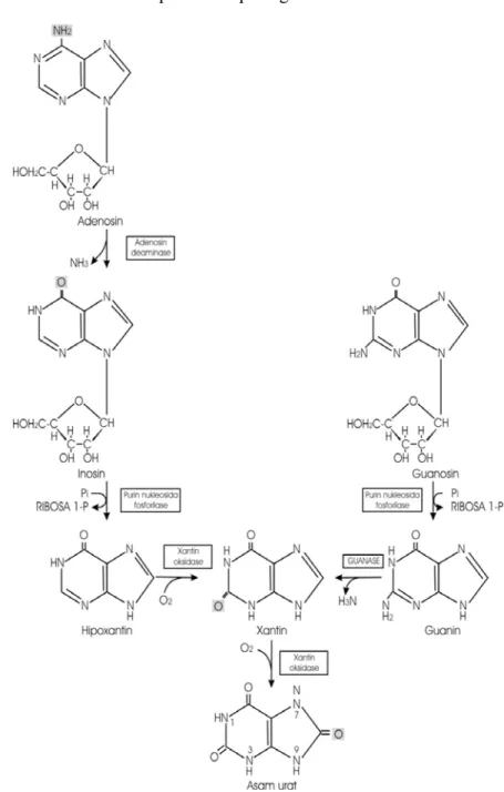 Gambar 1. Pembentukan Asam Urat dari Nukleosida Purin Melalui Basa  Purin   Hipoksantin, Ksantin dan Guanin (Rodwell, 1997)