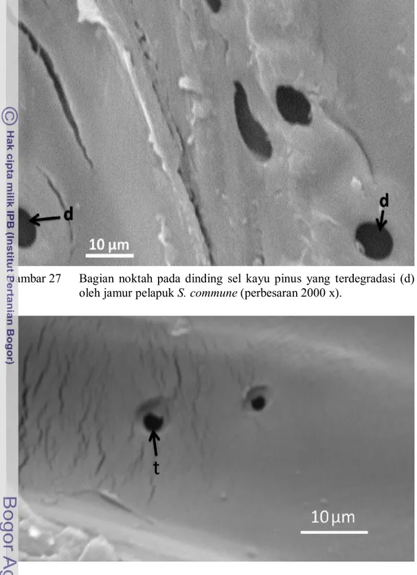 Gambar 27  Bagian  noktah  pada  dinding  sel  kayu  pinus  yang  terdegradasi  (d)  oleh jamur pelapuk S