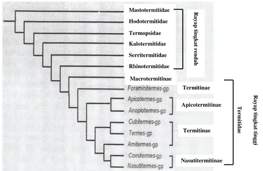Gambar  1      Filogeni  rayap  berdasarkan  morfologi  dan  DNA  mitokondria  (16S  rRNA  dan  NADH  5  dehydrogenease)  (Kambhampati  &amp;  Eggleton  2000)