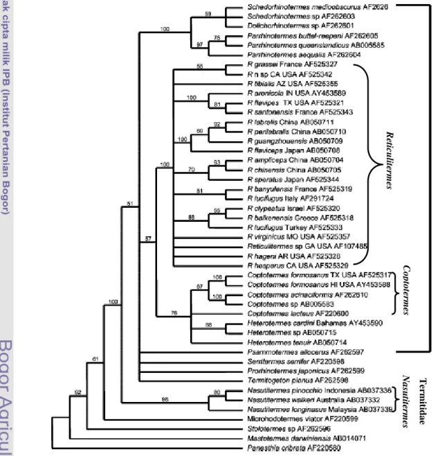Gambar 2   Filogeni genus Reticulitermes, Coptotermes, dan Nasutitermes  berdasarkan gen cytochrome oxidase II (COII) (Austin et al