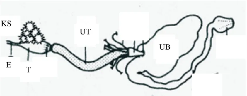 Gambar  4  Morfologi  saluran  pencernaan  rayap  (Scharf  &amp;  Tartar  2008). 