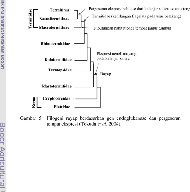 Gambar  5    Filogeni  rayap  berdasarkan  gen  endoglukanase  dan  pergeseran  tempat ekspresi (Tokuda et al