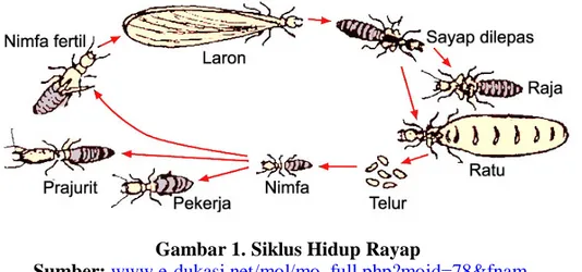 Gambar 1. Siklus Hidup Rayap 