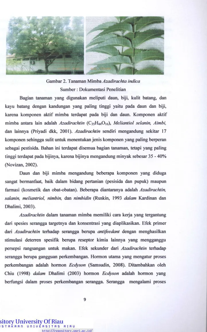 Gambar 2. Tanaman Mimba Azadirachta indica  Sumber: Dokumentasi Penelitian 