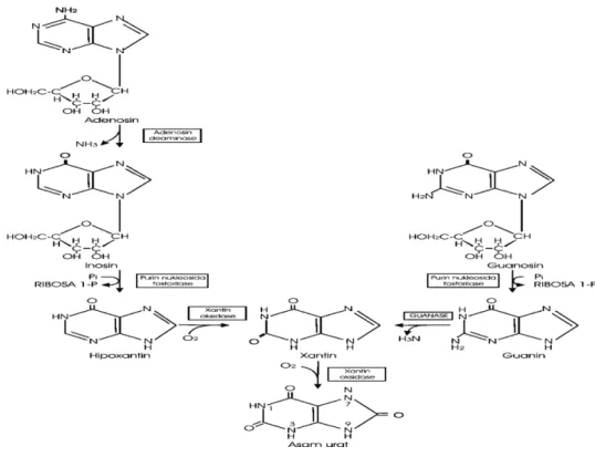 Gambar 1.   Pembentukan asam urat dari nukleotida purin melalui basa  purin hipoxantin, xantin dan guanin (Rodwell et al., 1995)  Peningkatan kadar asam urat darah (hiperurisemia) selain terdapat  pada pirai, juga pada penyakit-penyakit  dengan komplikasi 