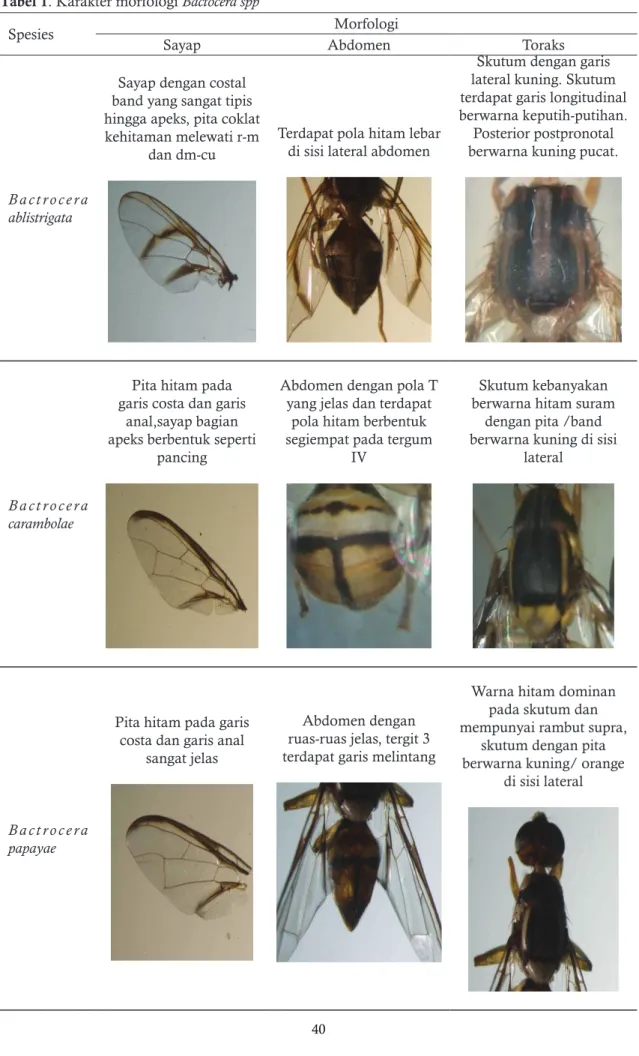 Tabel 1. Karakter morfologi Bactocera spp 