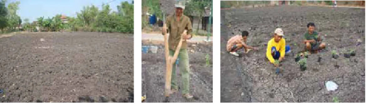 Gambar 9. Kegiatan pengolahan tanah dan penanaman.