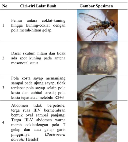 Tabel 1.  Ciri-ciri Lalat Buah Hasil Identifikasi  