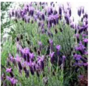 Gambar 2. Tanaman lavender 