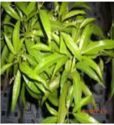 Gambar 3. Tanaman Zodia  d. Geranium (Pelargonium citrosa) 