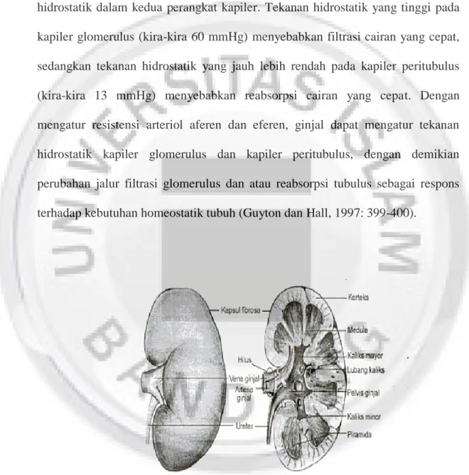 Gambar I.2.1 Anatomi Ginjal (Sloane, 1995: 319)  Kiri: sisi eksternal ginjal; Kanan: potongan frontal ginjal kiri 