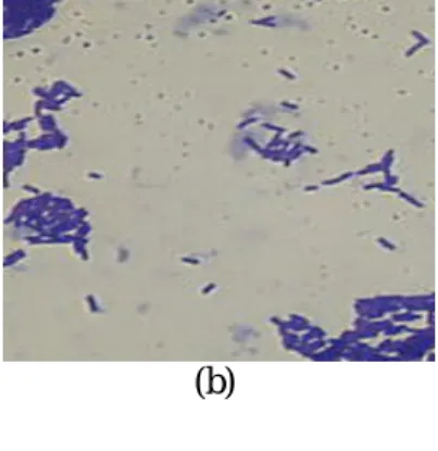 Gambar 5. Hasil Pewarnaan Gram dan Morfologi Bakteri Lactobacillus. plantarum :  L. plantarum 1A5 (a); L