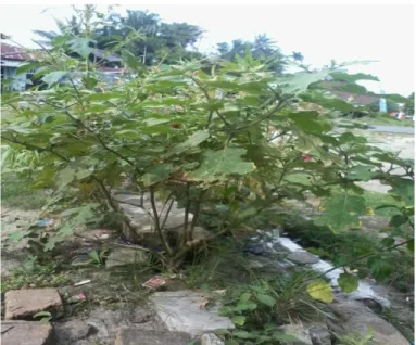 Gambar 2.1 Tumbuhan Buah Inggir-inggir (Solanum sanitwongsei Craib)  2.1.1 Sistematika tumbuhan 