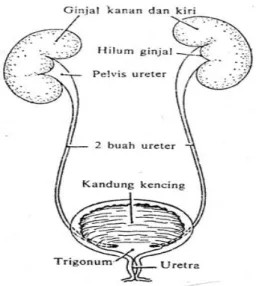 Gambar 2.1 Organ – organ yang membentuk saluran urin (Ganong, 2002)   2.4 Mekanisme pembentukan urin 