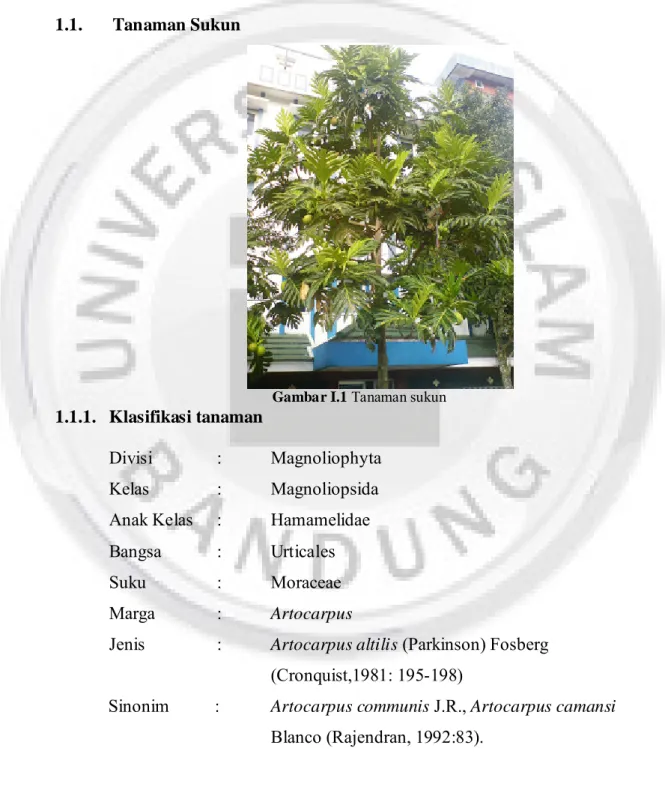 Gambar I.1 Tanaman sukun