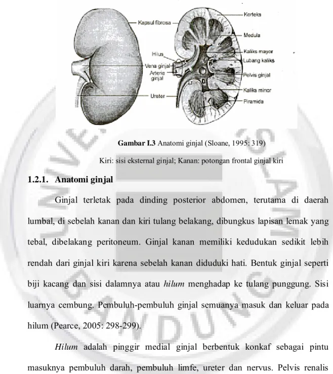 Gambar I.3 Anatomi ginjal (Sloane, 1995: 319) Kiri: sisi eksternal ginjal; Kanan: potongan frontal ginjal kiri