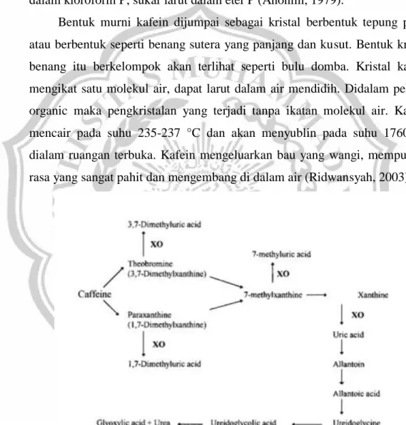 Gambar 5. Jalur Degradasi Kafein dalam Membentuk Asam Urat (Mazzafera, 1999). 