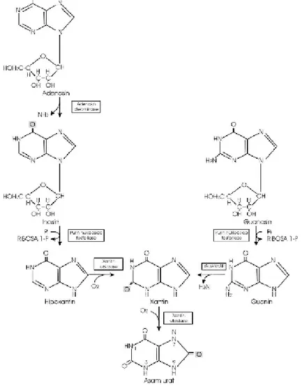 Gambar 1. Pembentukan asam urat dari nukleosida purin melalui basa purin         hipoxantin, xantin dan guanin (Rodwell, 1997) 