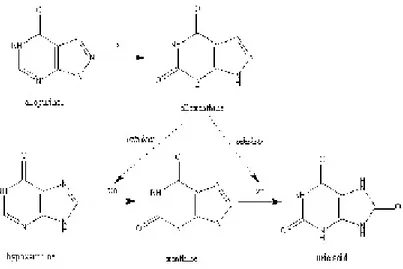 Gambar  2.  Mekanisme  kerja  alopurinol  dengan  menghambat  xantin  oksidase  (Anonim, 2002)  