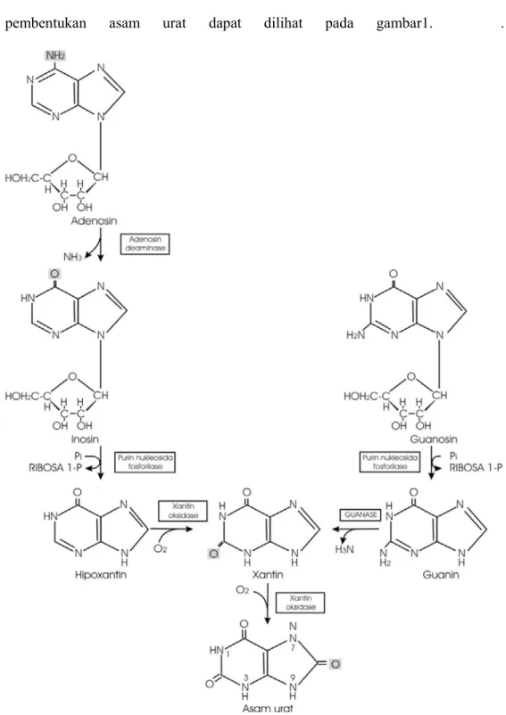 Gambar 1. Pembentukan Asam Urat Dari Nukleosida Purin Melalui Basa Purin  Hipoksantin, Ksantin dan Guanin (Rodwell, 1997)