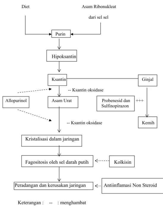 Gambar 3. Patofisiologi Asam Urat Dan Kerja Obat-Obatnya (Rodwel, 1995). 
