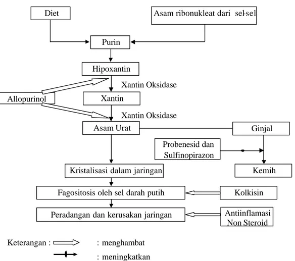 Gambar 3 . Patofisiologi asam urat dan kerja obat-obatnya (Rodwell, 1997)                                     