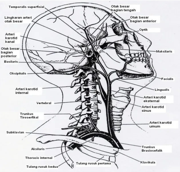 Gambar 1.1   Sistem arteri yang mengalirkan darah ke otak (Martini, 2001). 