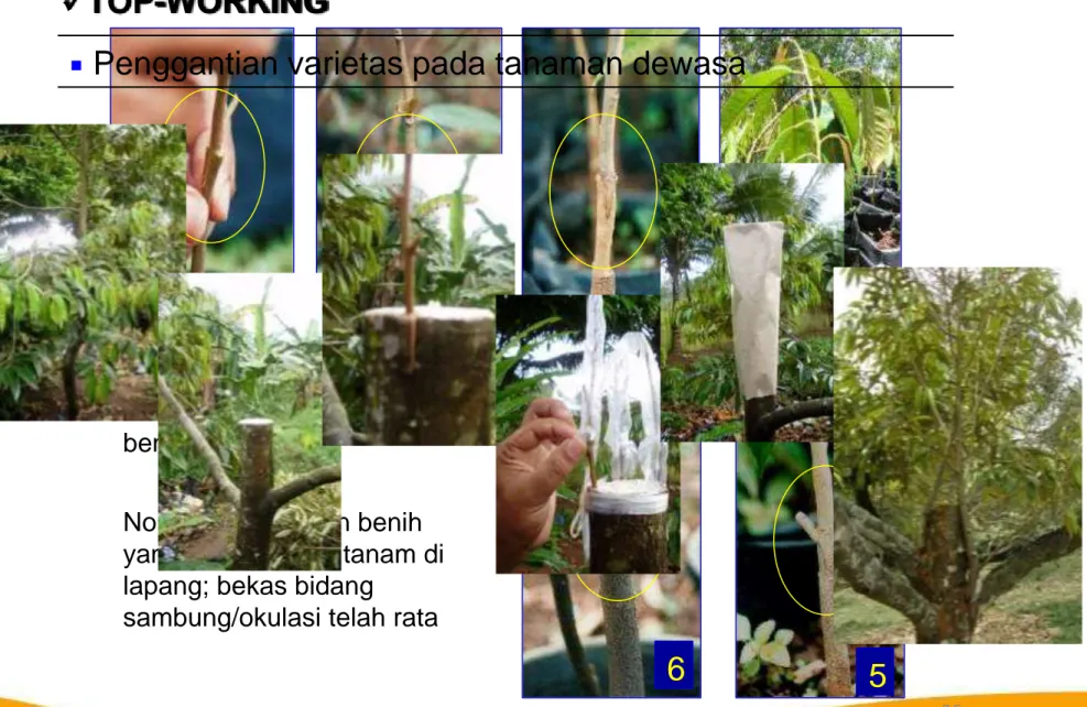 Gambar perkembangan  benih durian. 