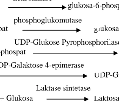 Ilustrasi 4. Biosintesis Laktosa Susu (Wulandari, 2005) 