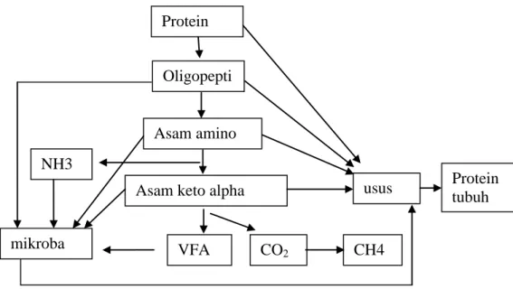 Ilustrasi 2. Pencernaan Protein Ruminansia (Sutardi, 1983). 