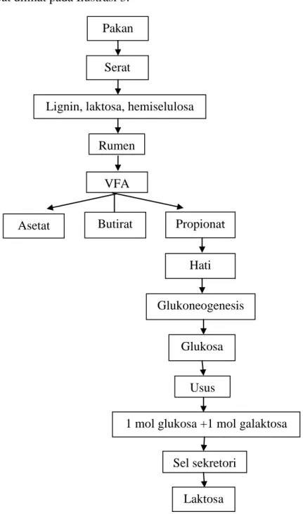 Ilustrasi 3. Metabolisme Karbohidrat (Murti, 1987) Pakan 