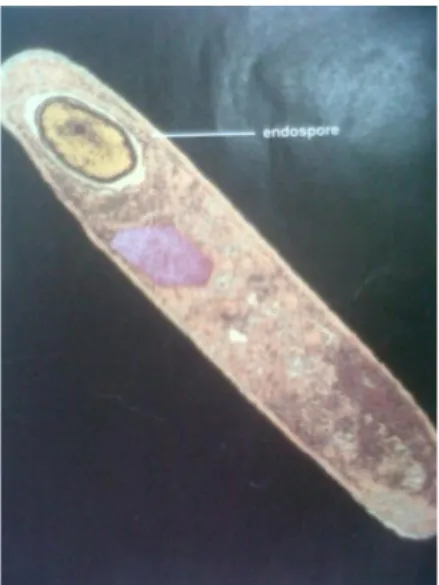 Gambar 3. Bacillus cereus (Cowan dan Talaro, 2009)  Salmonella enteritidis ser. Thypimurium 