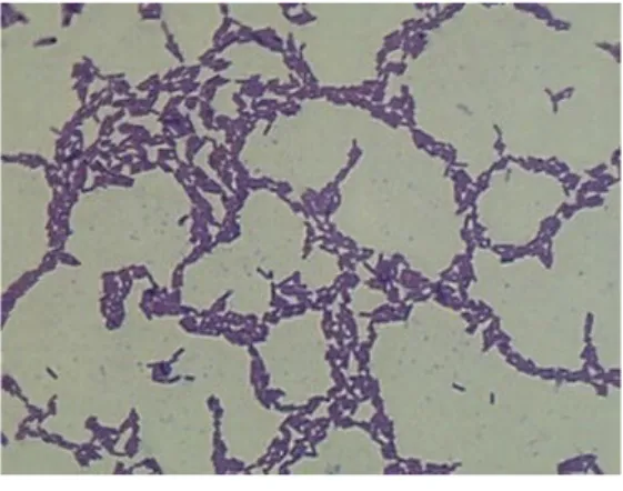 Gambar 7.  Morfologi dan Hasil Pewarnaan Gram Bakteri Lactobacillus plantarum :  (A) L