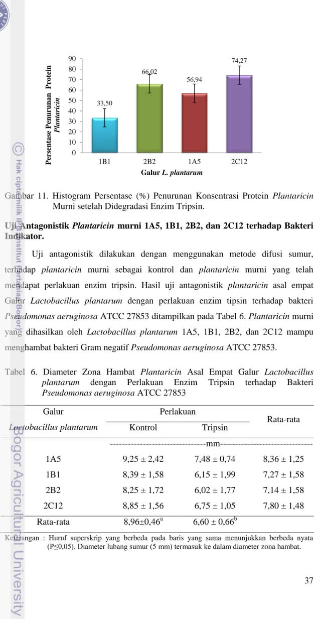 Tabel  6.  Diameter  Zona  Hambat  Plantaricin  Asal  Empat  Galur  Lactobacillus  plantarum  dengan  Perlakuan  Enzim  Tripsin  terhadap  Bakteri  Pseudomonas aeruginosa ATCC 27853 