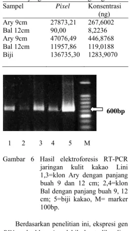 Gambar 5  Hasil  elektroforesis  RNA  total  dari jaringan kulit kakao; Lini  1,3=klon Ary dengan panjang  buah 9 dan 12 cm; 2,4=klon Bal  dengan panjang buah 9, 12 cm; 