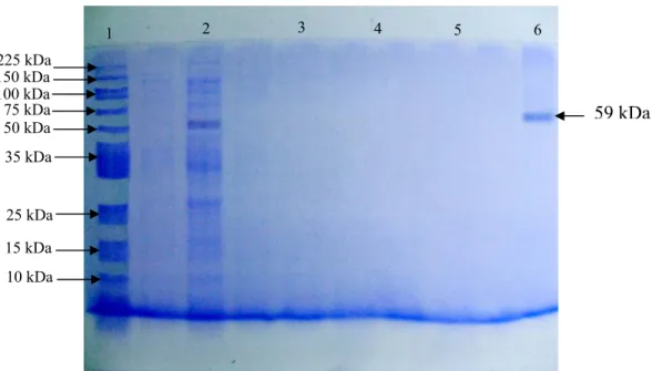 Gambar IV-2   Elektroferogram SDS-PAGE dari 1. Protein marker, 2. Ekstrak  kasar enzim katalase 3