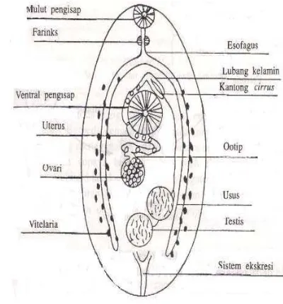 Gambar 4 Anatomi dan Morfologi Digenea (Ghufran & Kordi 2004).