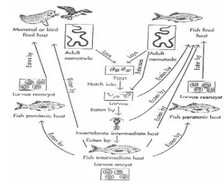 Gambar 5 Siklus hidup nematoda pada ikan (Noga 1996) 