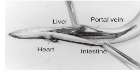 Gambar 7 Struktur anatomi ikan belut (Hayashi  et al 2008). 
