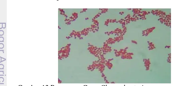 Gambar 11 Pewarnaan Gram Salmonella sp, pembesaran 100x 