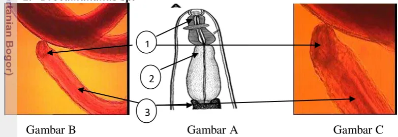 Gambar B        