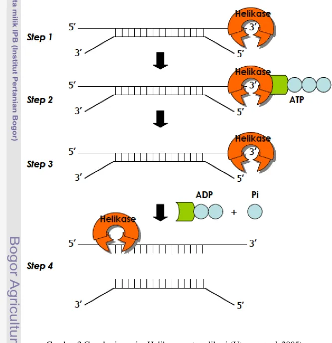 Gambar 3 Cara kerja enzim Helikase saat replikasi (Utama et. al. 2005). 