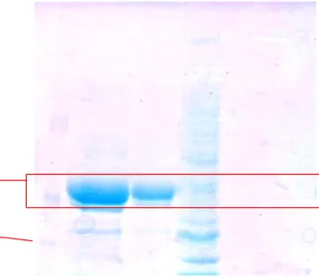 Gambar 6  Pita hasil SDS-PAGE RNA helikase virus hepatitis C (1: marker;  