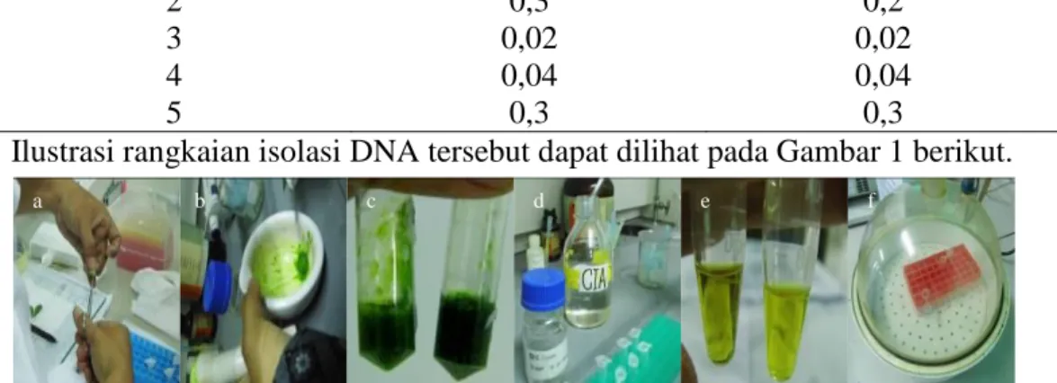 Tabel 1. Berat sampel daun singkong muda untuk isolasi DNA 