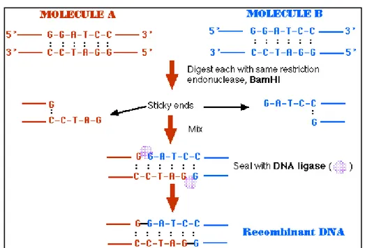 Gambar 1. Mekanisme pembuatan DNA rekombinan dengan menggunakan  enzim endonuklease restriksi dan ligase (Pingoud et al., 1993) 