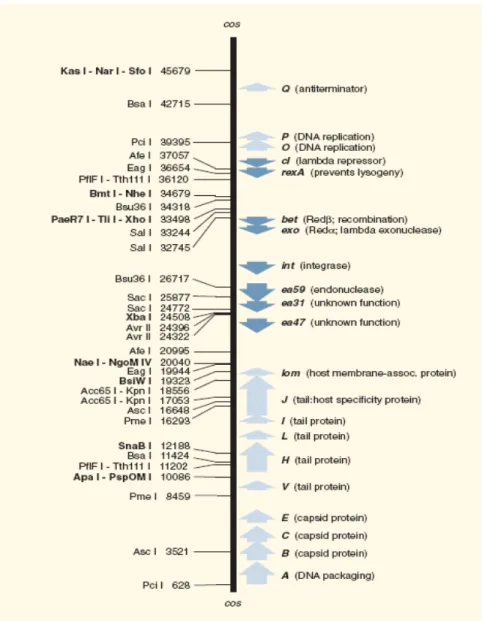 Gambar 4. Peta restriksi DNA fage lambda (Daniels, 1983) 