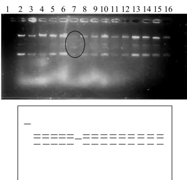 Gambar 5. Hasil uji aktivitas ekstrak enzim A, Y 1 , K 1 , K 2 , P 1 , P, MW4,  MW5, MW7, MW9, MW10 dengan substrat plasmid pUC 19,  digesti semalam (37 o C), agarosa 1%