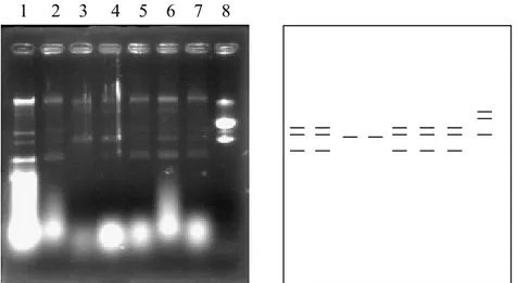 Gambar 6. Hasil uji aktivitas ekstrak enzim A, Y 1 , K 1 , K 2 , P 1  (peningkatan  volume enzim dua kali lipat) dengan substrat plasmid pUC 19,  digesti semalam (37 o C), agarosa 1%